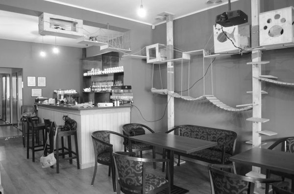 cafe